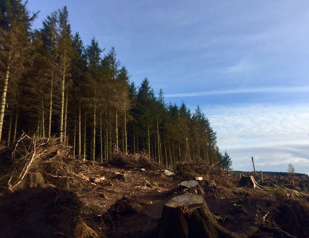 A deforested area with tree stumps under a clear blue sky. Captured outdoors during the day.