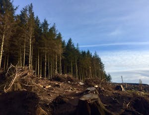 A deforested area with tree stumps under a clear blue sky. Captured outdoors during the day.