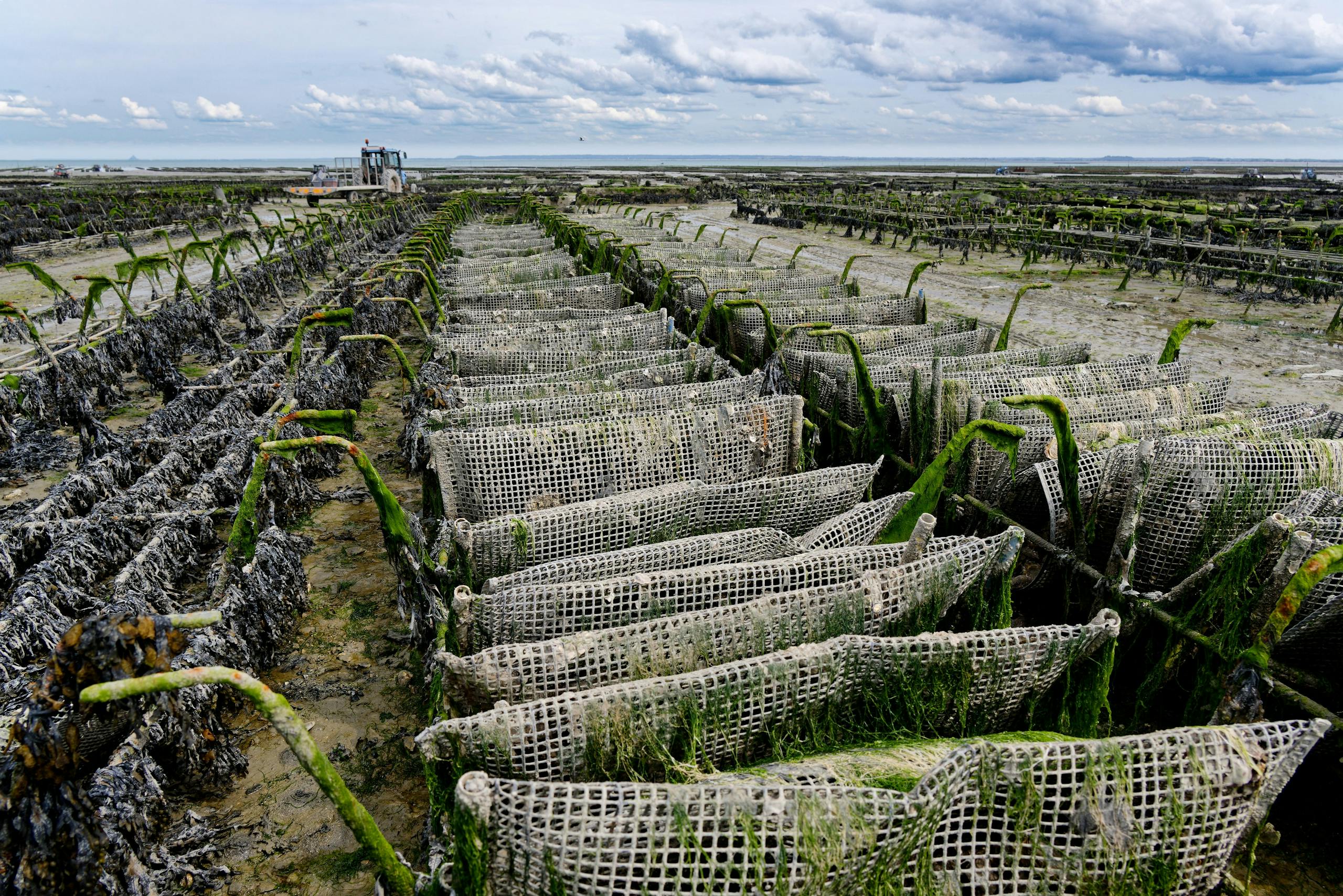 Aerial view of an expansive oyster farm at low tide, showcasing rows of nets on a cloudy day.